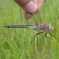 Anax parthenope