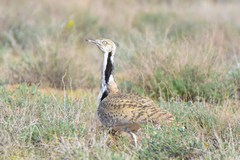 Chlamydotis macqueenii