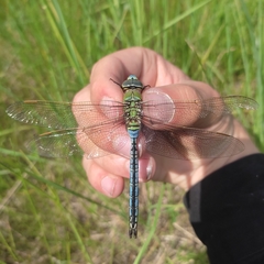 Anax imperator