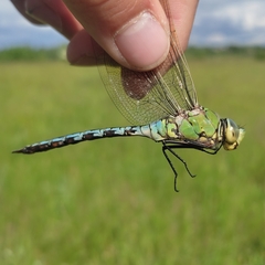 Anax imperator