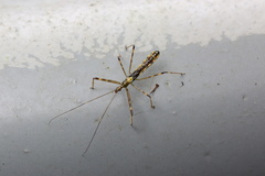 Endochus cingalensis