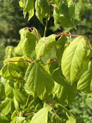 Contarinia negundinis