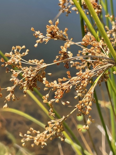 Juncus effusus