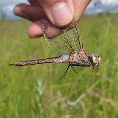 Anax parthenope