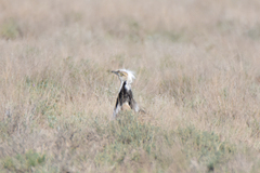 Chlamydotis macqueenii