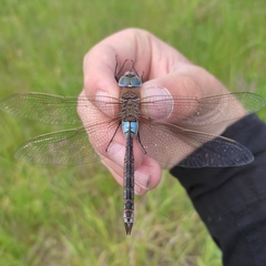Anax parthenope