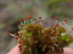Sphagnum tenellum