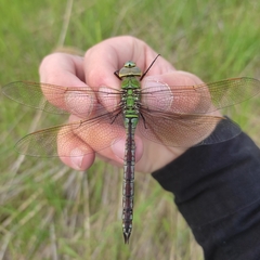 Anax imperator