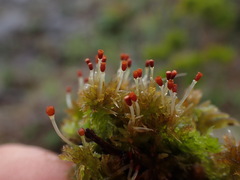 Sphagnum tenellum