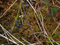 Sphagnum tenellum