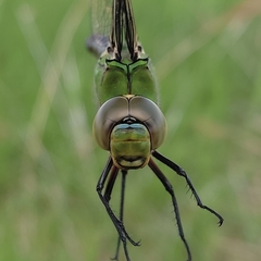 Anax imperator