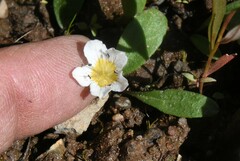 Hesperochiron pumilus