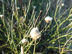 Baccharis juncea