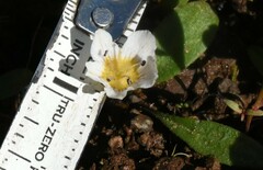 Hesperochiron pumilus