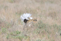 Chlamydotis macqueenii