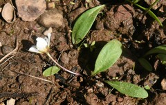 Hesperochiron pumilus