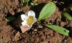 Hesperochiron pumilus