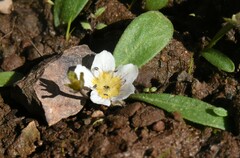 Hesperochiron pumilus