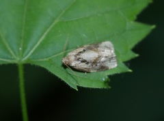 Archips grisea