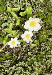 Caltha biflora