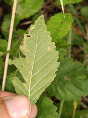 Stigmella lemniscella