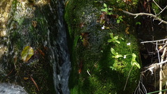 Pinguicula hirtiflora