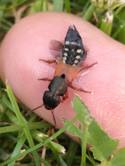 Platydracus stercorarius