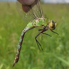 Anax imperator