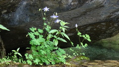 Aquilegia ottonis