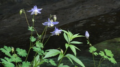 Aquilegia ottonis