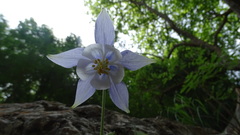 Aquilegia ottonis