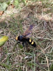 Megascolia maculata flavifrons