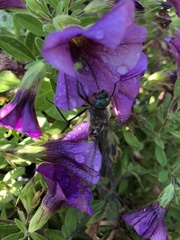 Somatochlora williamsoni