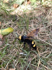 Megascolia maculata flavifrons