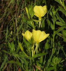 Oenothera oehlkersi