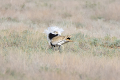 Chlamydotis macqueenii