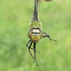 Anax imperator