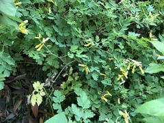 Corydalis formosana
