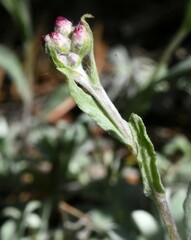 Antennaria geyeri