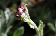 Antennaria geyeri