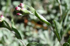 Antennaria geyeri