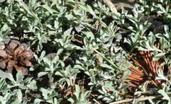 Antennaria geyeri