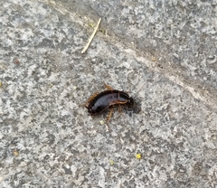 Loboptera canariensis