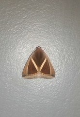 Chalciope mygdon