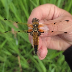 Libellula quadrimaculata