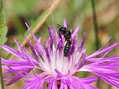 Ceratina cyanea