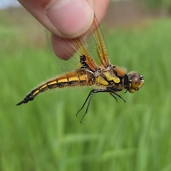 Libellula quadrimaculata