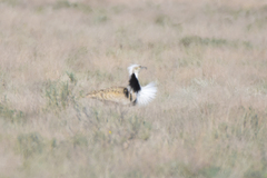 Chlamydotis macqueenii