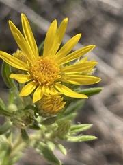 Heterotheca stenophylla