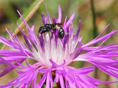 Ceratina cyanea